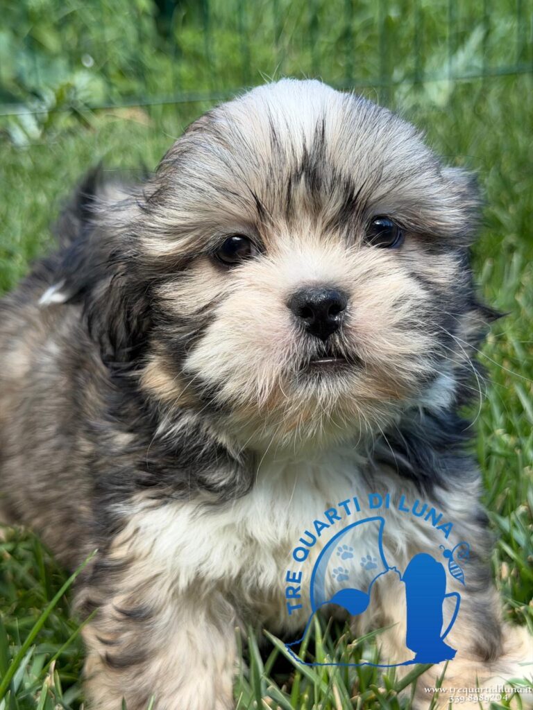 Cucciolo di Lhasa Apso Tre Quarti di Luna