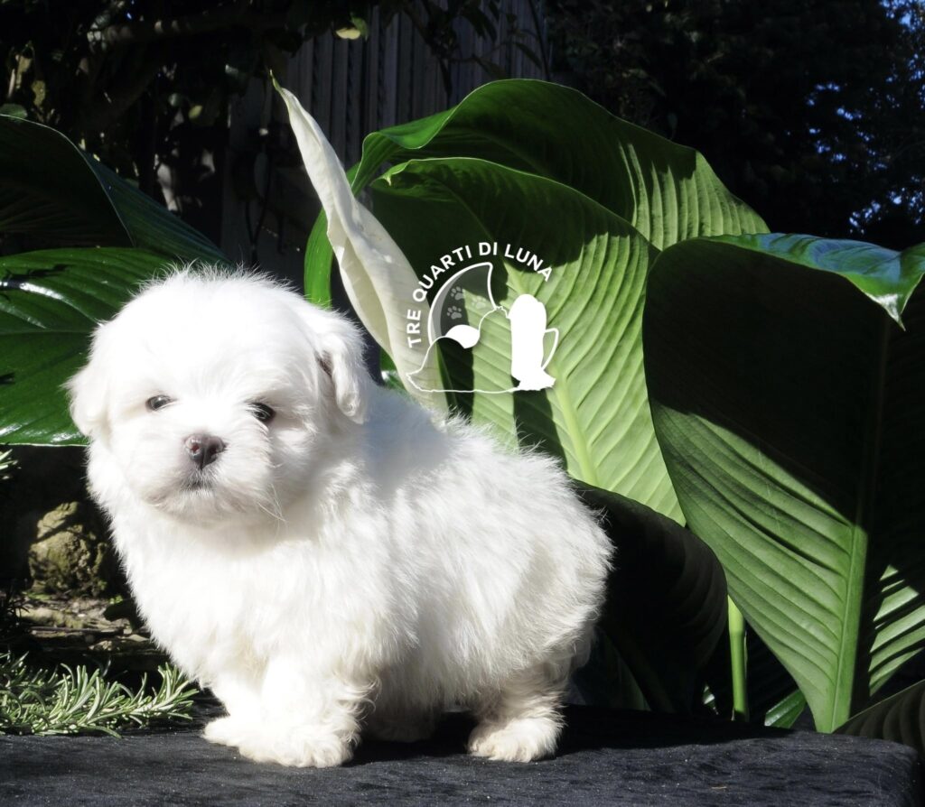 Cucciolo di Maltese Tre Quarti di Luna