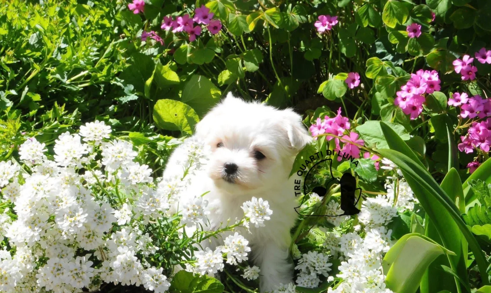 Cucciolo di Maltese Tre Quarti di Luna tra i fiori